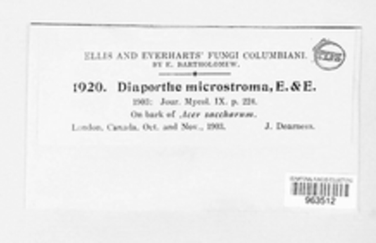 Diaporthe microstroma image